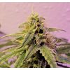 Lilac Diesel Auto RBX2, Фасовка: 6, изображение 2